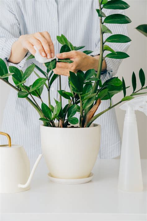 招財樹有哪些|風水植物｜不只富貴竹！7款招財/招桃花植物推介+不 